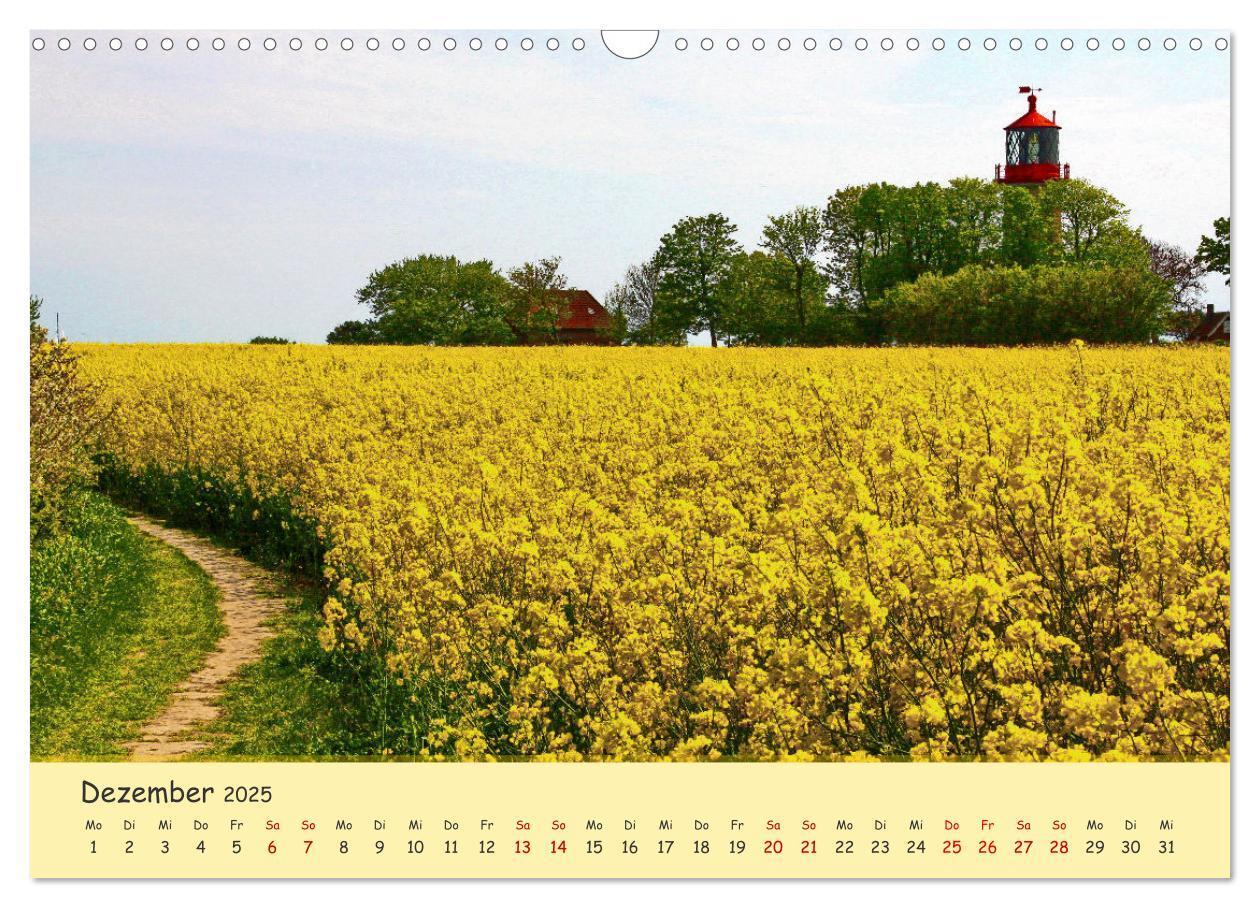 Bild: 9783435095162 | Rapsblüte an der Ostsee (Wandkalender 2025 DIN A3 quer), CALVENDO...