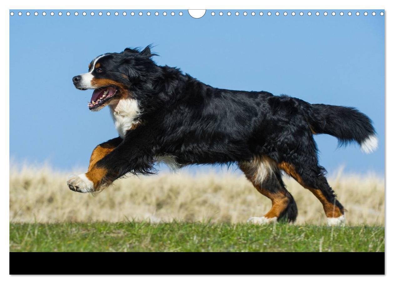 Bild: 9783435770465 | Berner Sennenhund 2025 (Wandkalender 2025 DIN A3 quer), CALVENDO...