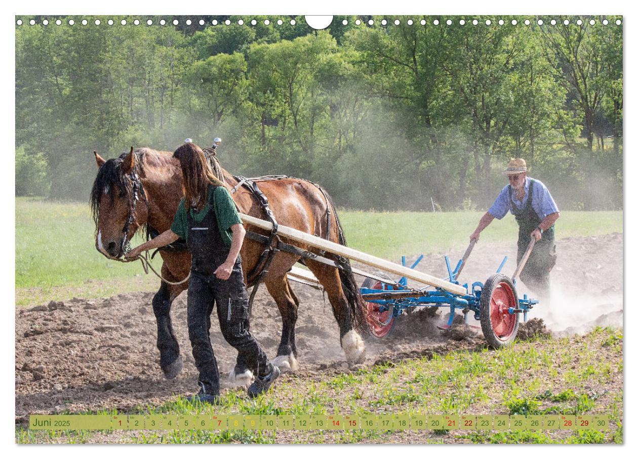 Bild: 9783435096176 | Zugpferde bei der Feldarbeit (Wandkalender 2025 DIN A3 quer),...