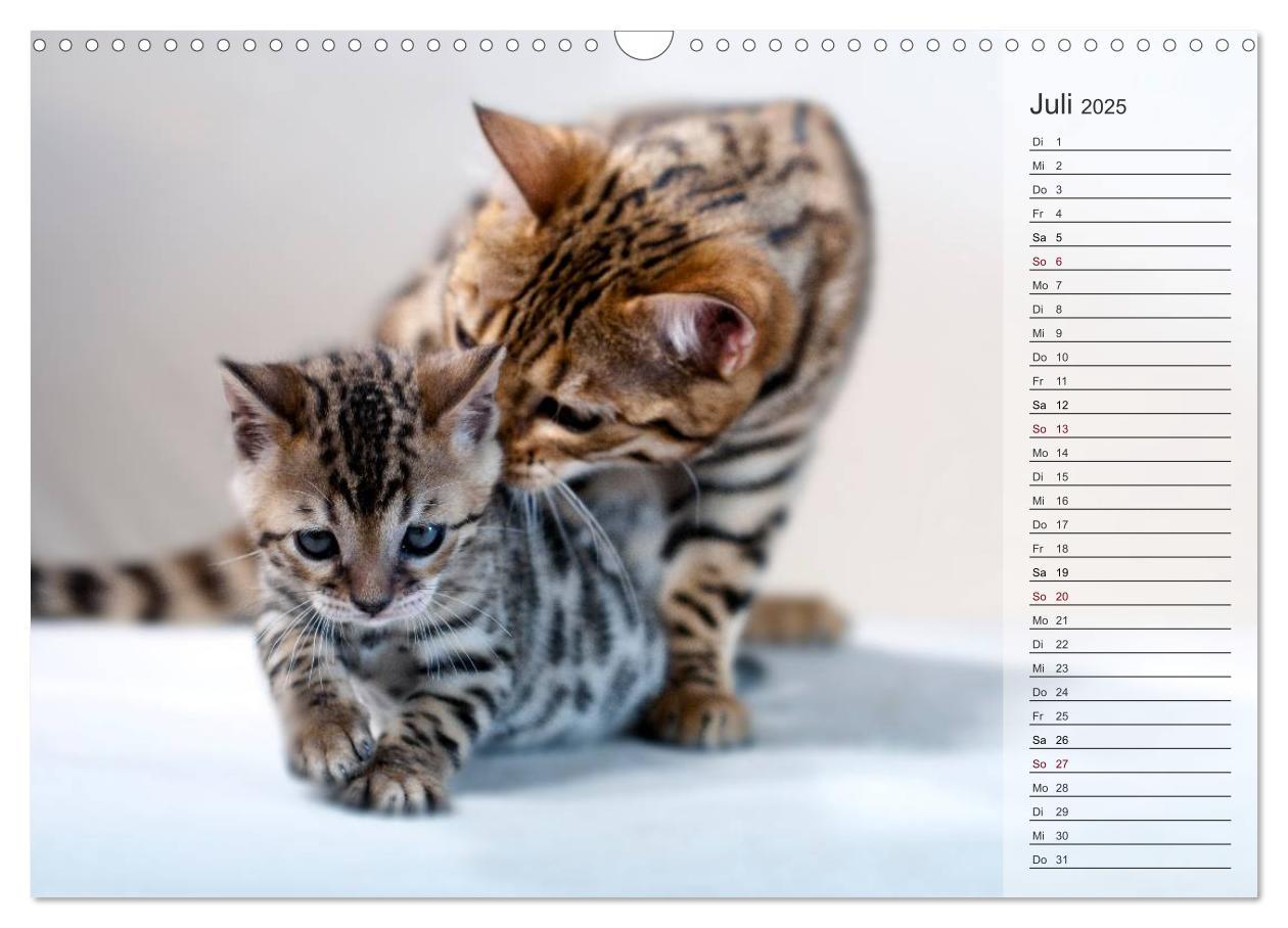 Bild: 9783435593071 | Die Bengalkatze. Edition Jungtiere (Wandkalender 2025 DIN A3 quer),...