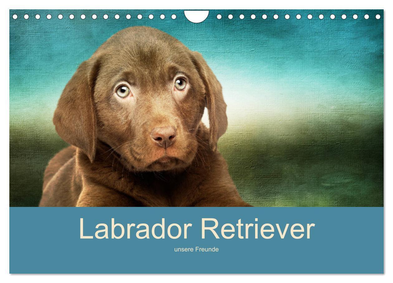 Cover: 9783435161805 | Labrador Retriever unsere Freunde (Wandkalender 2025 DIN A4 quer),...