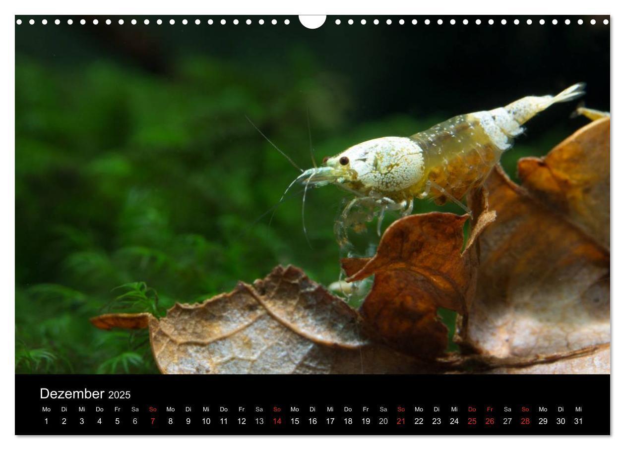 Bild: 9783435561582 | Zwerggarnelen - gepanzerte Juwelen im Aquarium (Wandkalender 2025...