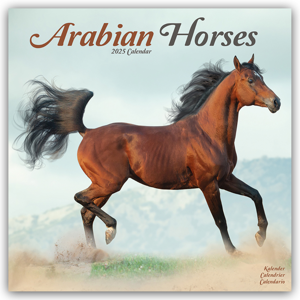 Cover: 9781804604199 | Arabians - Araber - Araber Pferde 2025 - 16-Monatskalender | Ltd