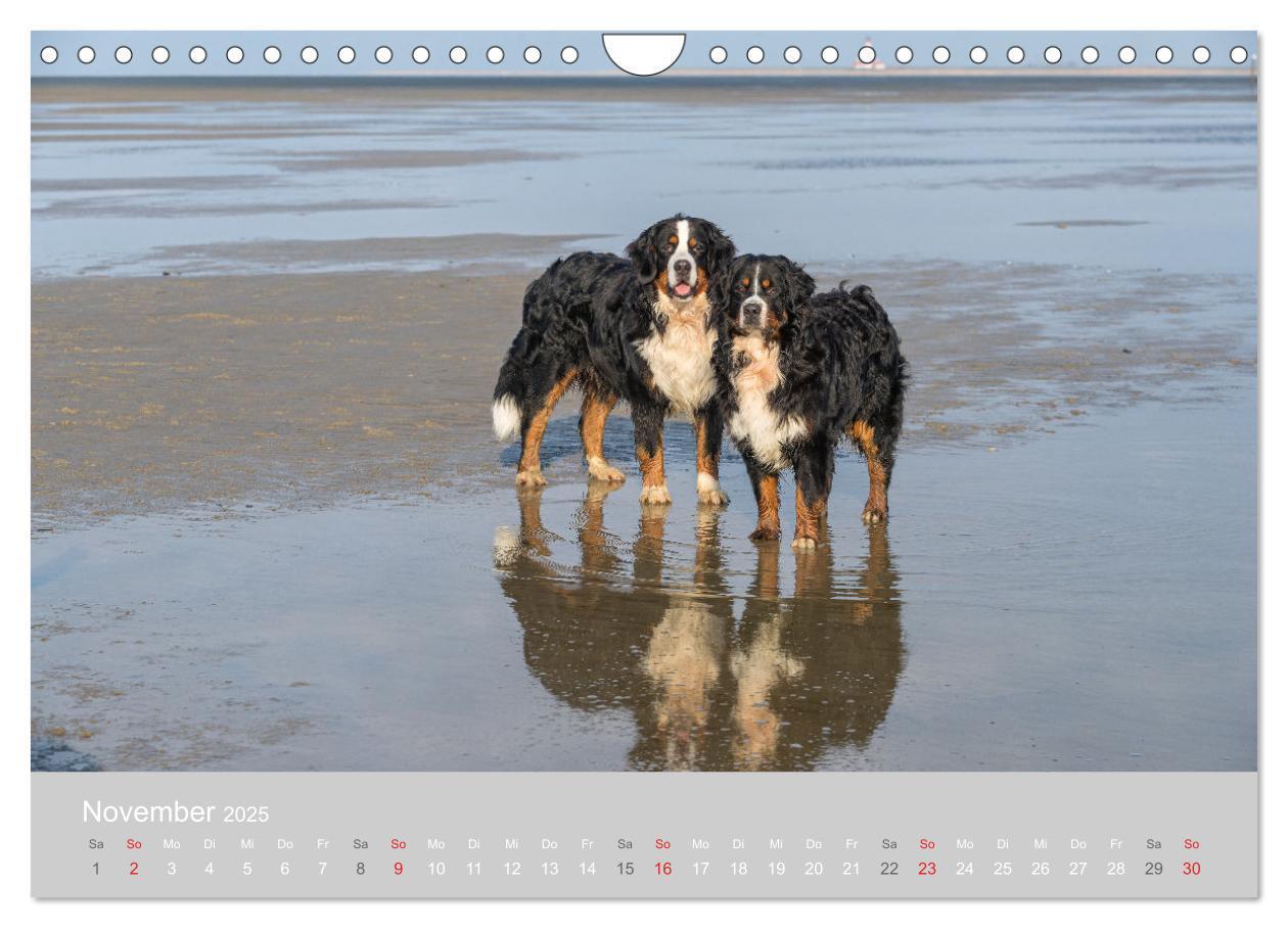 Bild: 9783435659890 | Liebling BERNER SENNENHUND (Wandkalender 2025 DIN A4 quer),...