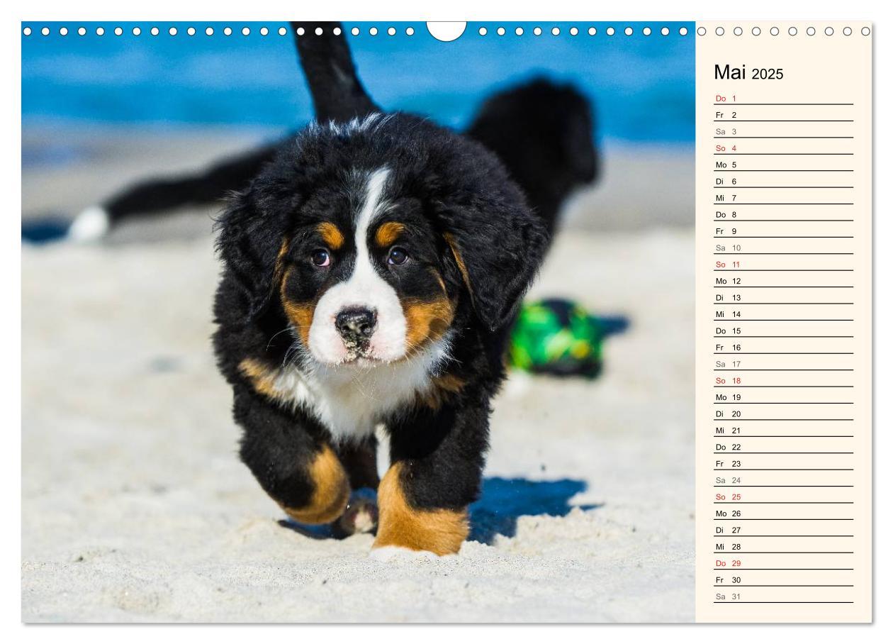 Bild: 9783435478194 | Seebärchen entdecken die Welt - Berner Sennenhunde (Wandkalender...