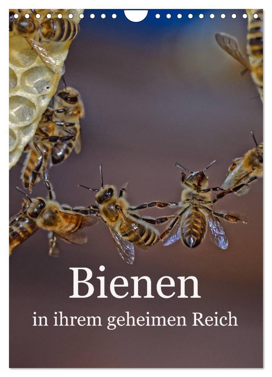 Cover: 9783457038956 | Bienen in ihrem geheimen Reich (Wandkalender 2025 DIN A4 hoch),...