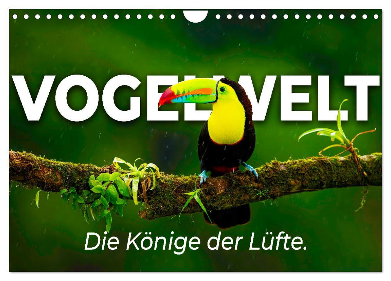 Cover: 9783435041466 | Vogelwelt - Die Könige der Lüfte. (Wandkalender 2025 DIN A4 quer),...