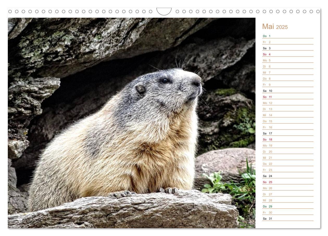 Bild: 9783435512027 | Wildlife - Verspielte Murmeltiere (Wandkalender 2025 DIN A3 quer),...