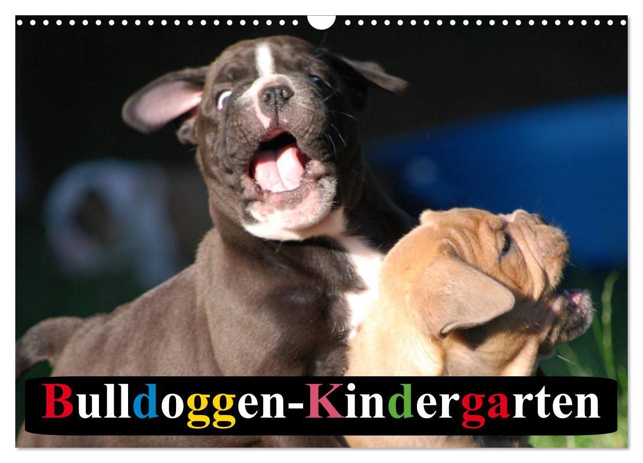 Cover: 9783435729296 | Bulldoggen-Kindergarten (Wandkalender 2025 DIN A3 quer), CALVENDO...