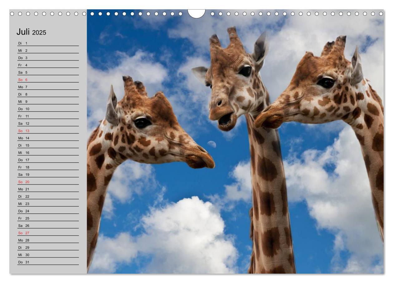 Bild: 9783435534968 | Giraffen. Dem Himmel so nah (Wandkalender 2025 DIN A3 quer),...