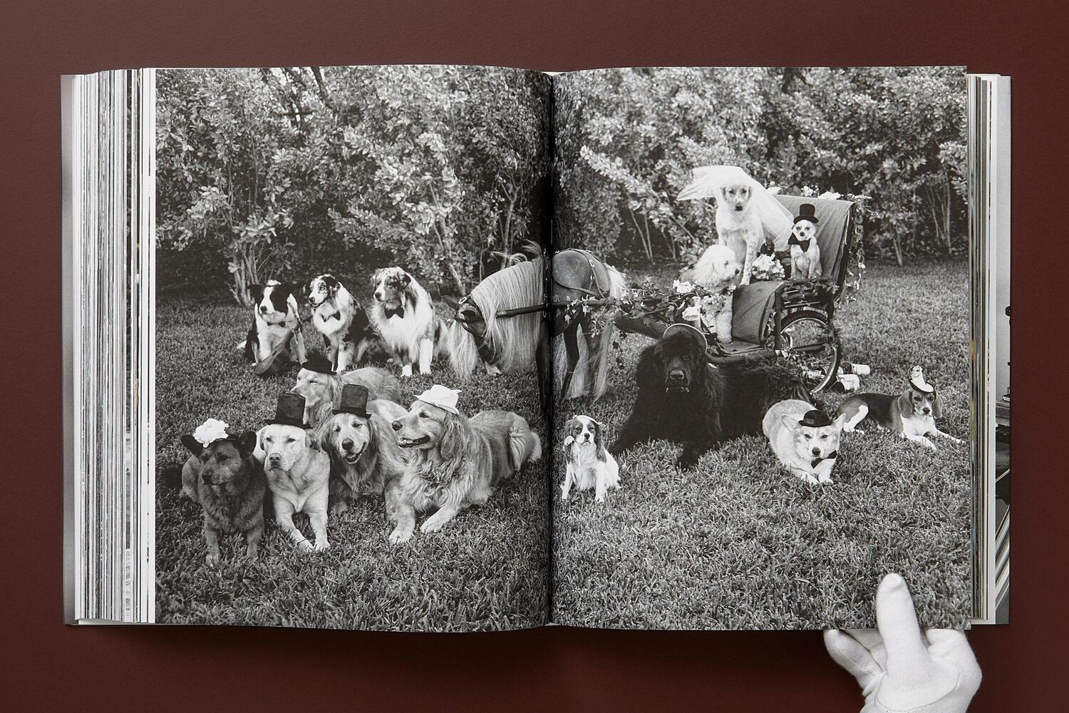 Bild: 9783836586634 | Bruce Weber. The Golden Retriever Photographic Society | Jane Goodall