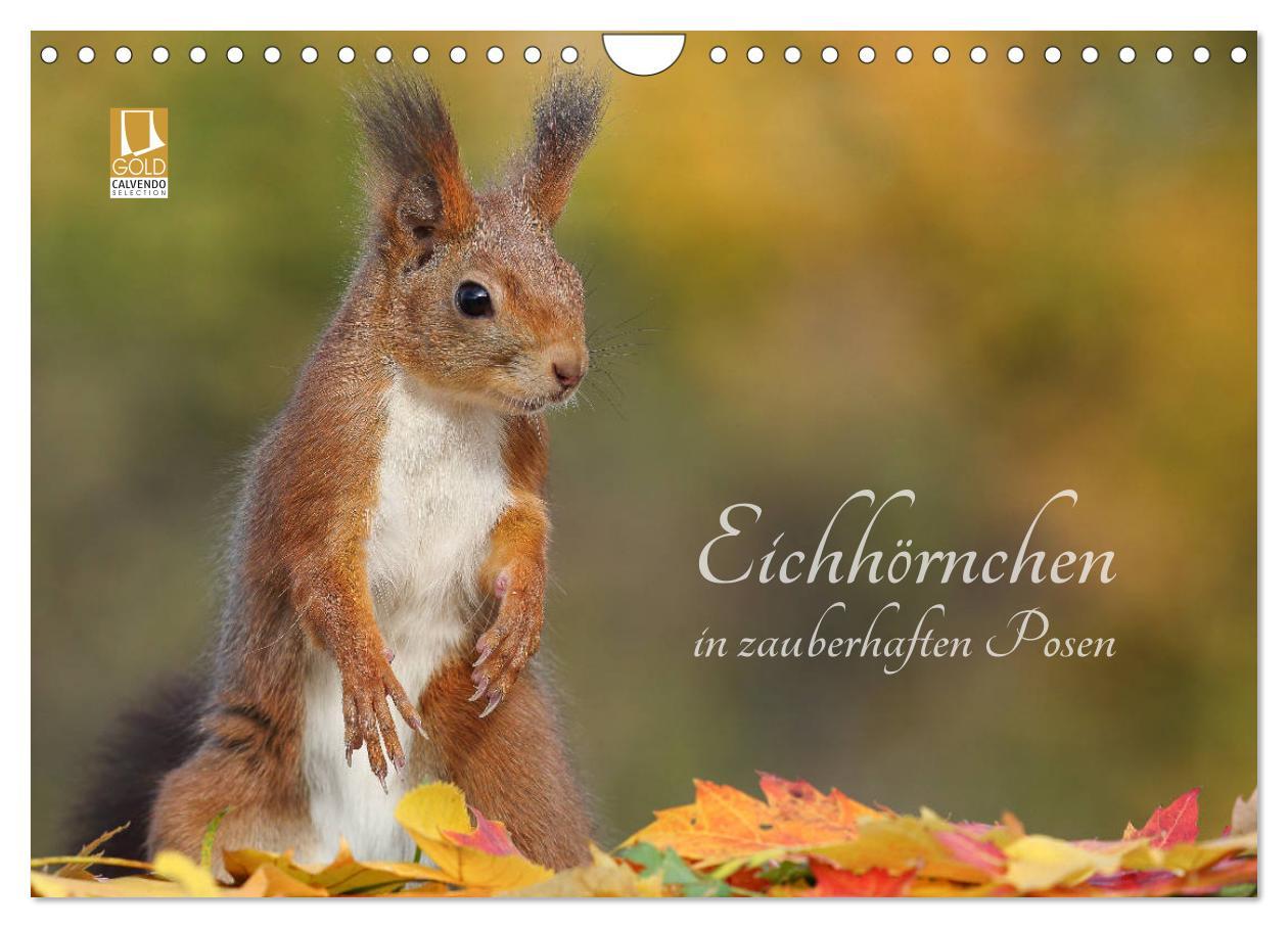 Cover: 9783435280285 | Eichhörnchen in zauberhaften Posen (Wandkalender 2025 DIN A4 quer),...