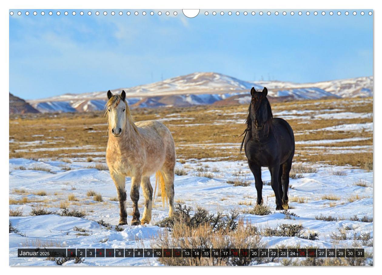 Bild: 9783383922749 | Pferde - wild und ungezähmt (Wandkalender 2025 DIN A3 quer),...