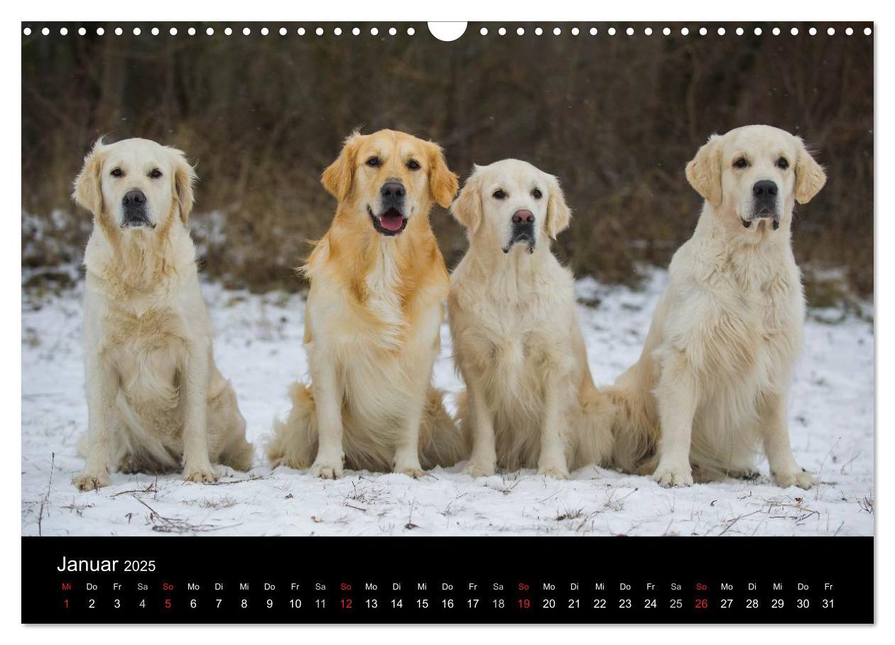 Bild: 9783435802050 | Golden Retriever - Ein Herz auf 4 Pfoten (Wandkalender 2025 DIN A3...