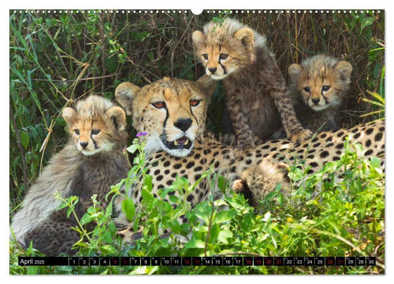 Bild: 9783435341719 | Tansania - Tierwanderung in der Serengeti (Wandkalender 2025 DIN A2...