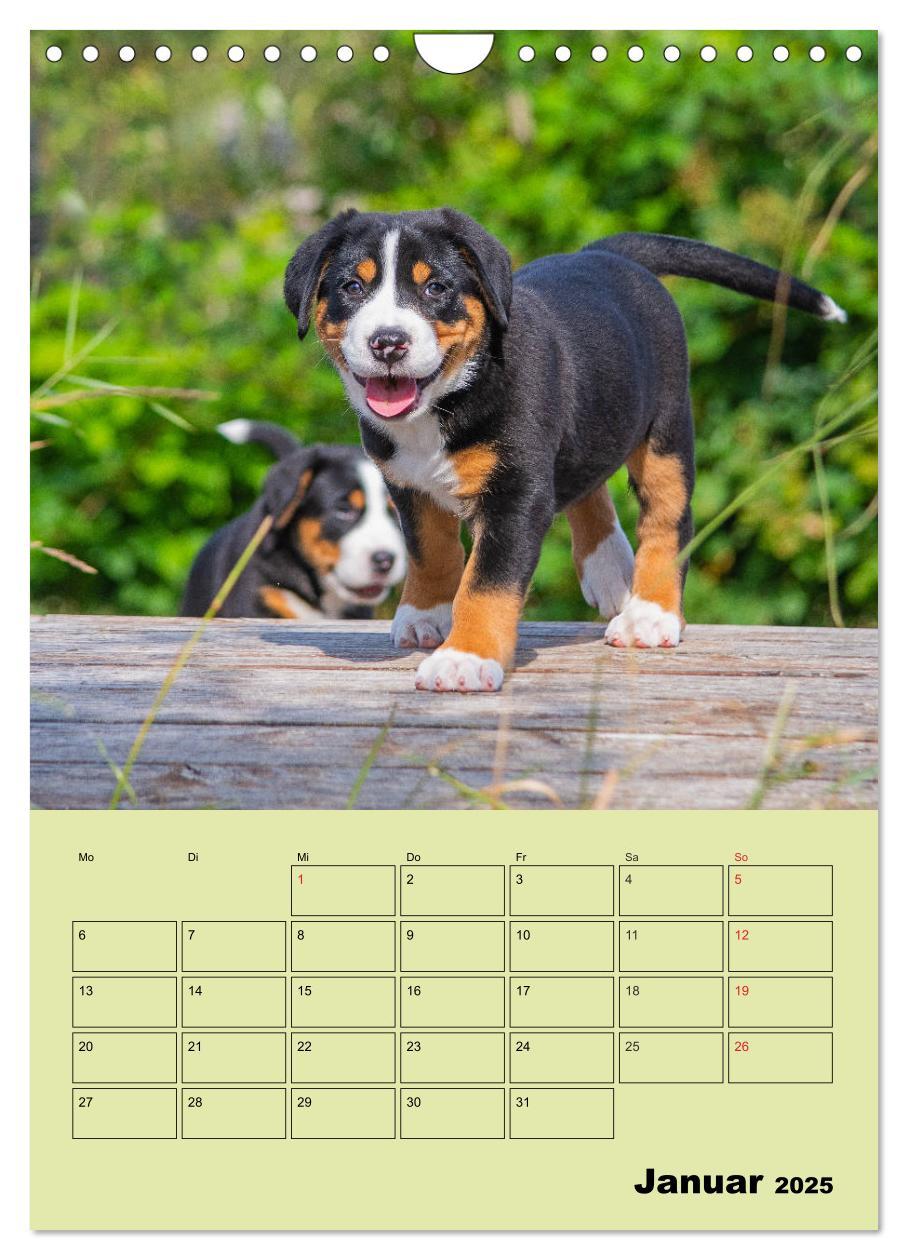 Bild: 9783435960323 | Familienplaner Großer Schweizer Sennenhund (Wandkalender 2025 DIN...