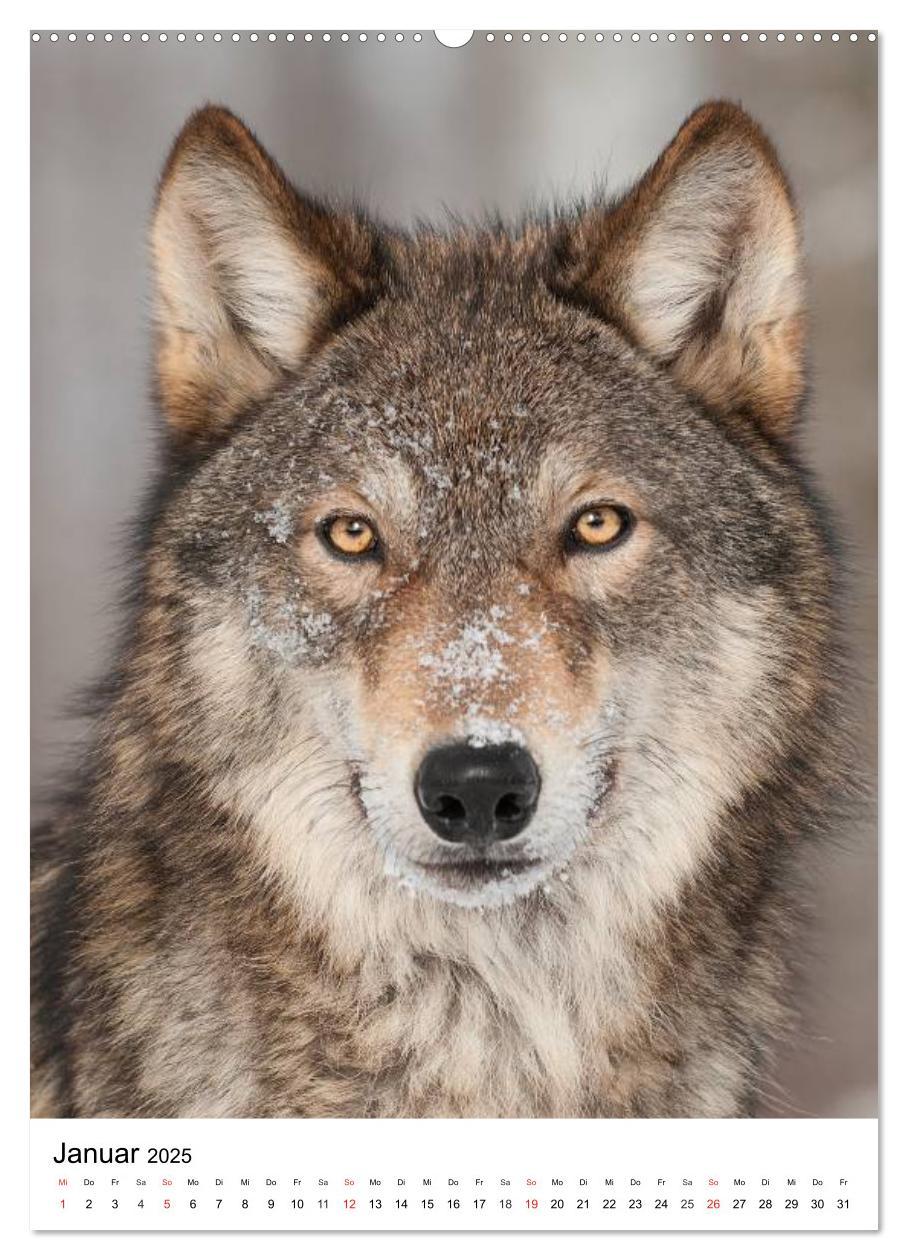 Bild: 9783457065587 | Wolf-Gesichter (Wandkalender 2025 DIN A2 hoch), CALVENDO...