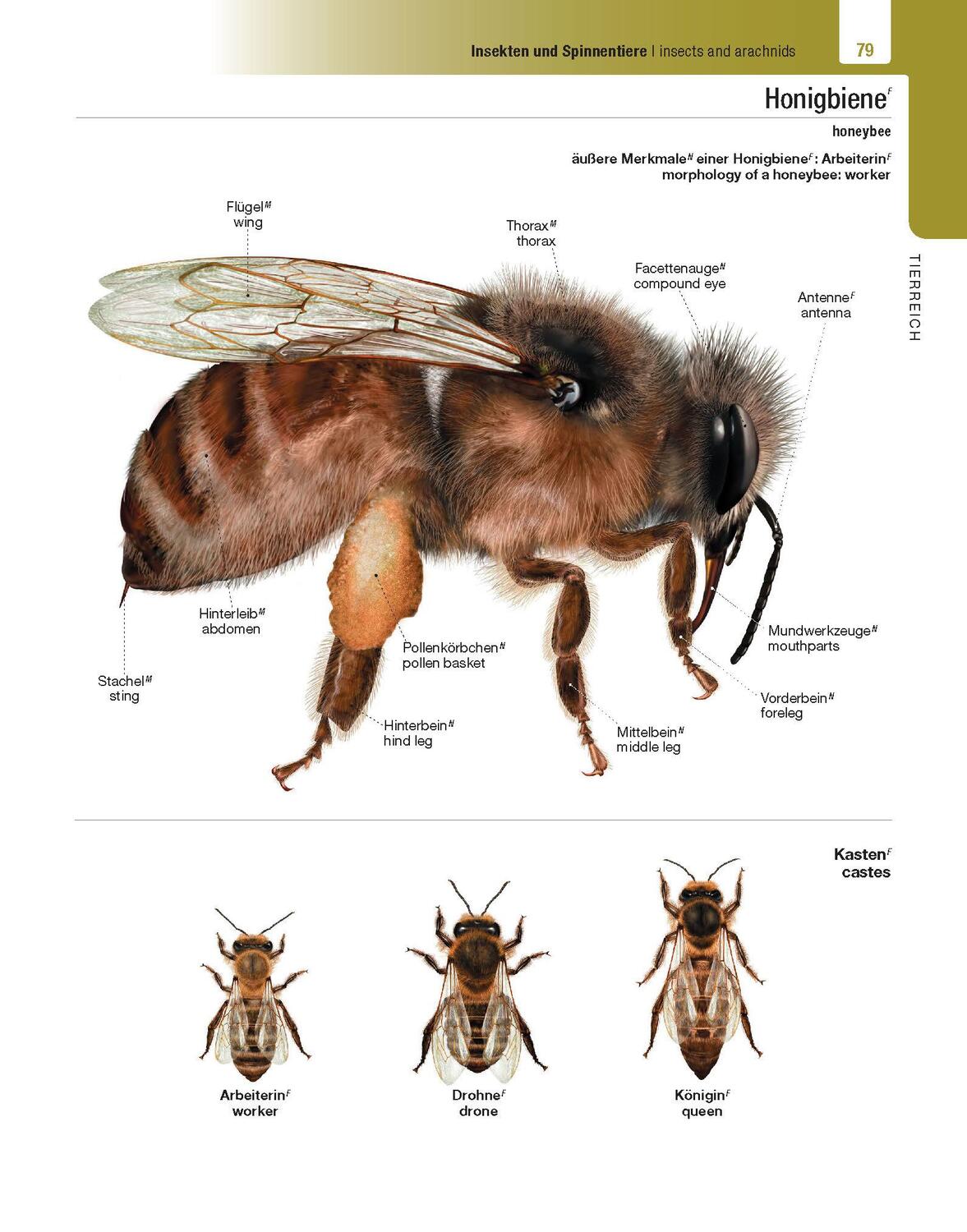 Bild: 9783125144231 | Langenscheidt Illustriertes Wörterbuch Englisch | Buch | Deutsch