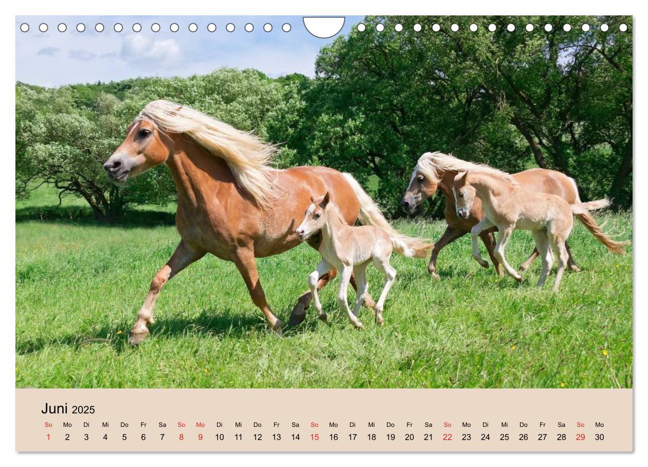 Bild: 9783435786534 | Haflinger Fohlen (Wandkalender 2025 DIN A4 quer), CALVENDO...