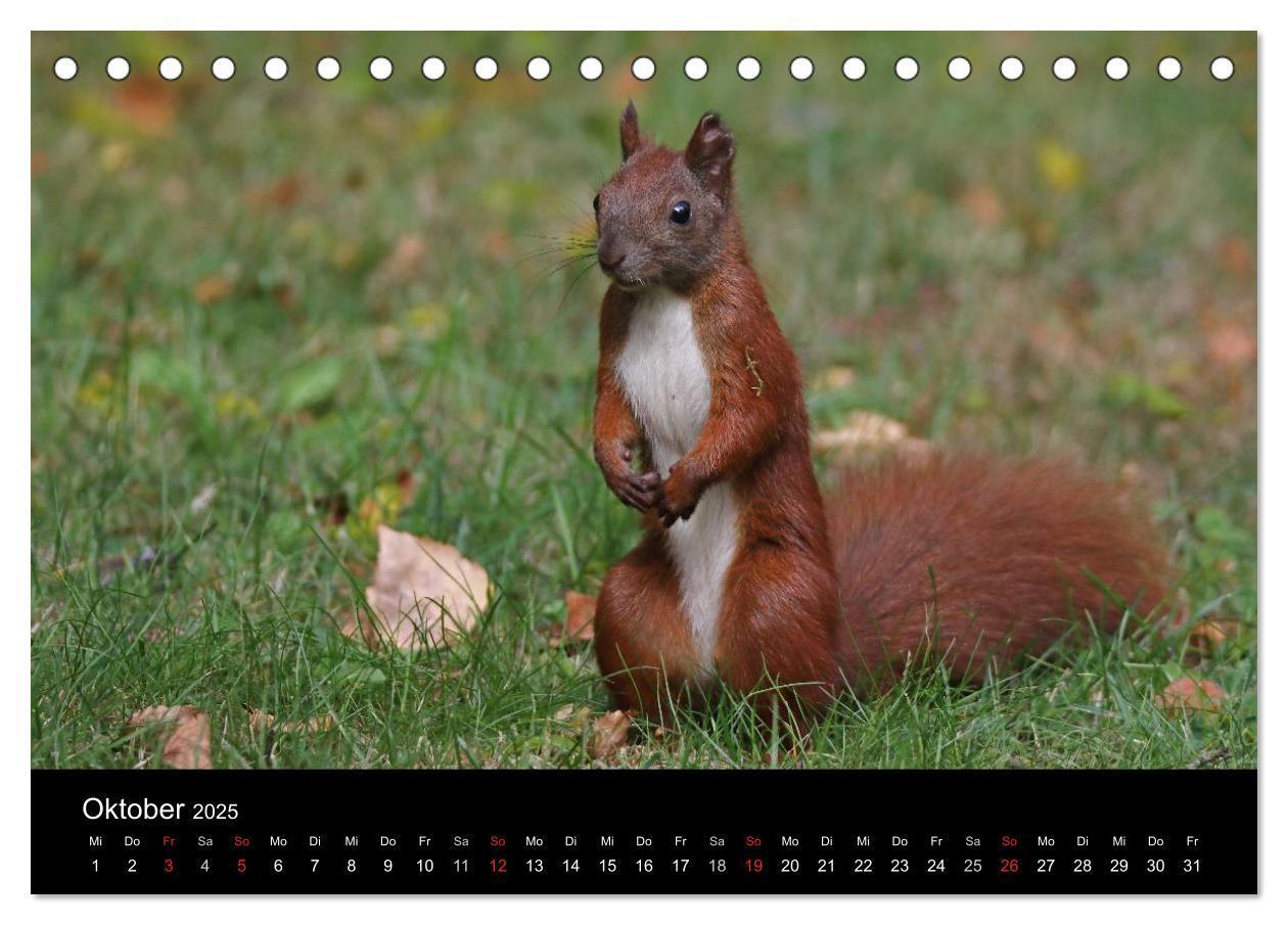 Bild: 9783435561551 | Artist im Garten. Das Eichhörnchen (Tischkalender 2025 DIN A5...