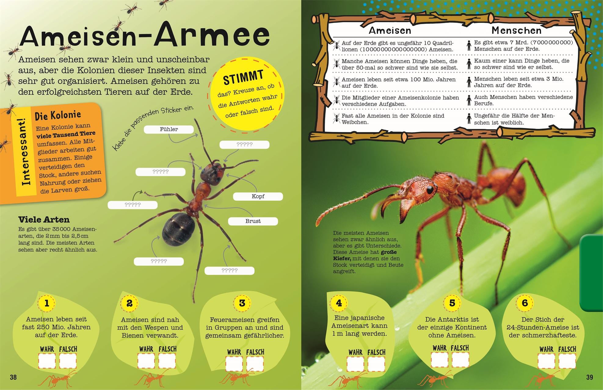 Bild: 9783831028061 | Das Mach-Malbuch Insekten | Taschenbuch | Das Mach-Malbuch | 96 S.