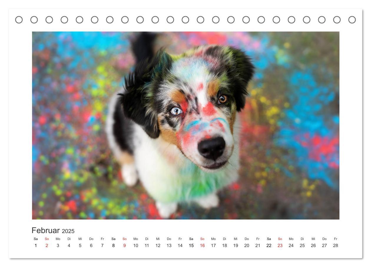 Bild: 9783435179954 | Herzensaussies - Australian Shepherd (Tischkalender 2025 DIN A5...