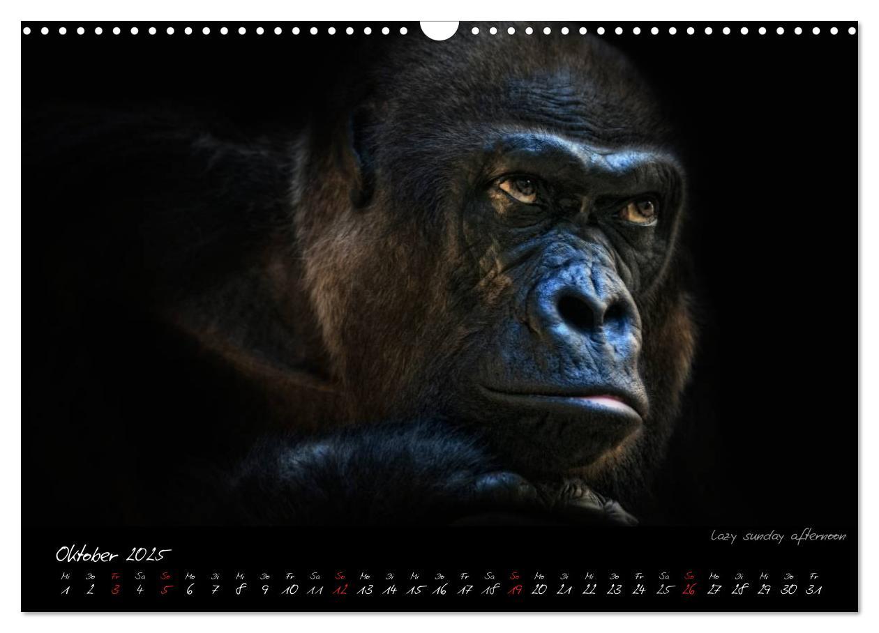 Bild: 9783435744725 | Gorilla (Wandkalender 2025 DIN A3 quer), CALVENDO Monatskalender