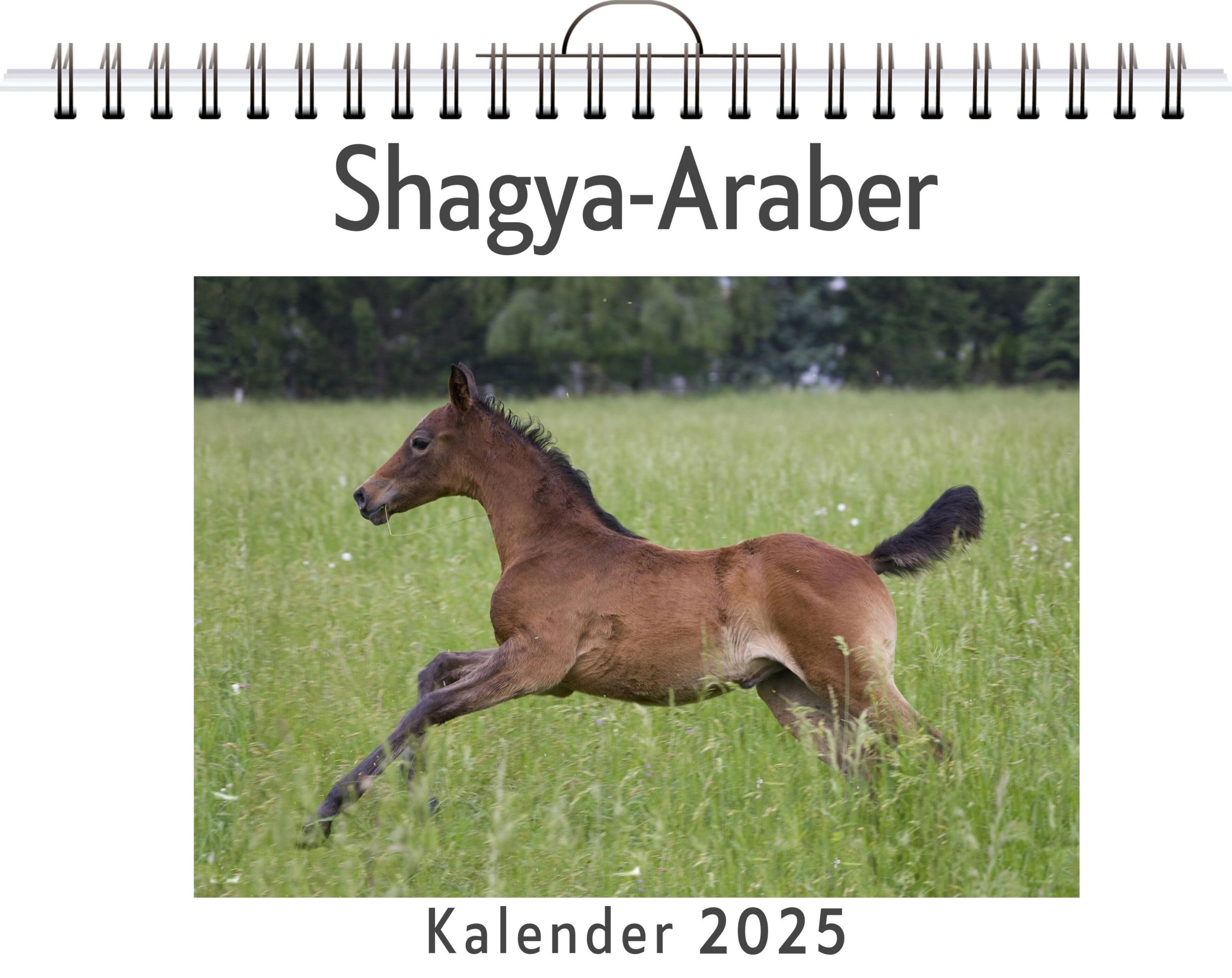 Cover: 9783759132123 | Shagya-Araber | Finn Meier | Kalender | Kalender | 14 S. | Deutsch