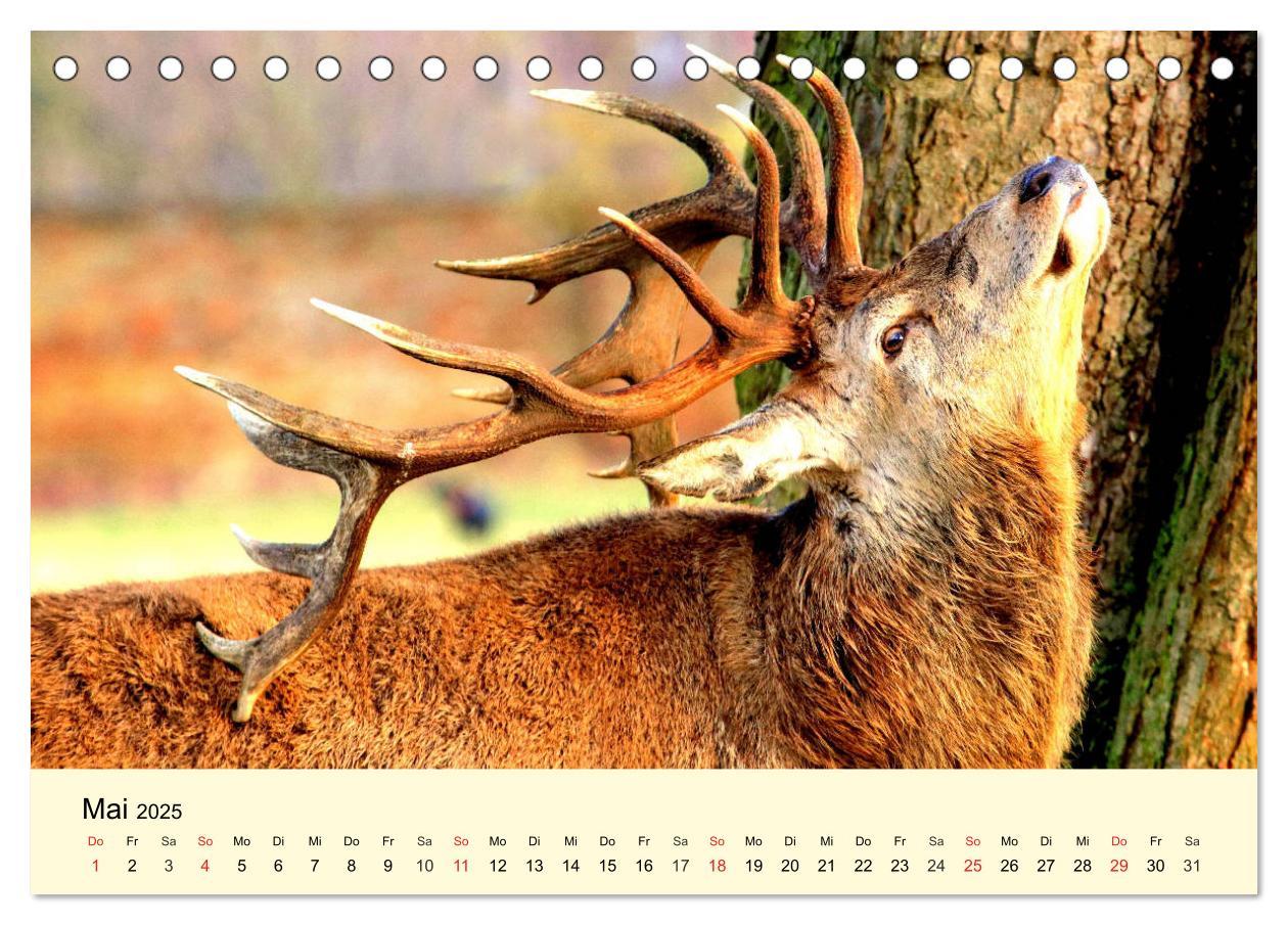 Bild: 9783435175086 | Scheue Wildtiere in heimischen Wäldern und Bergen (Tischkalender...