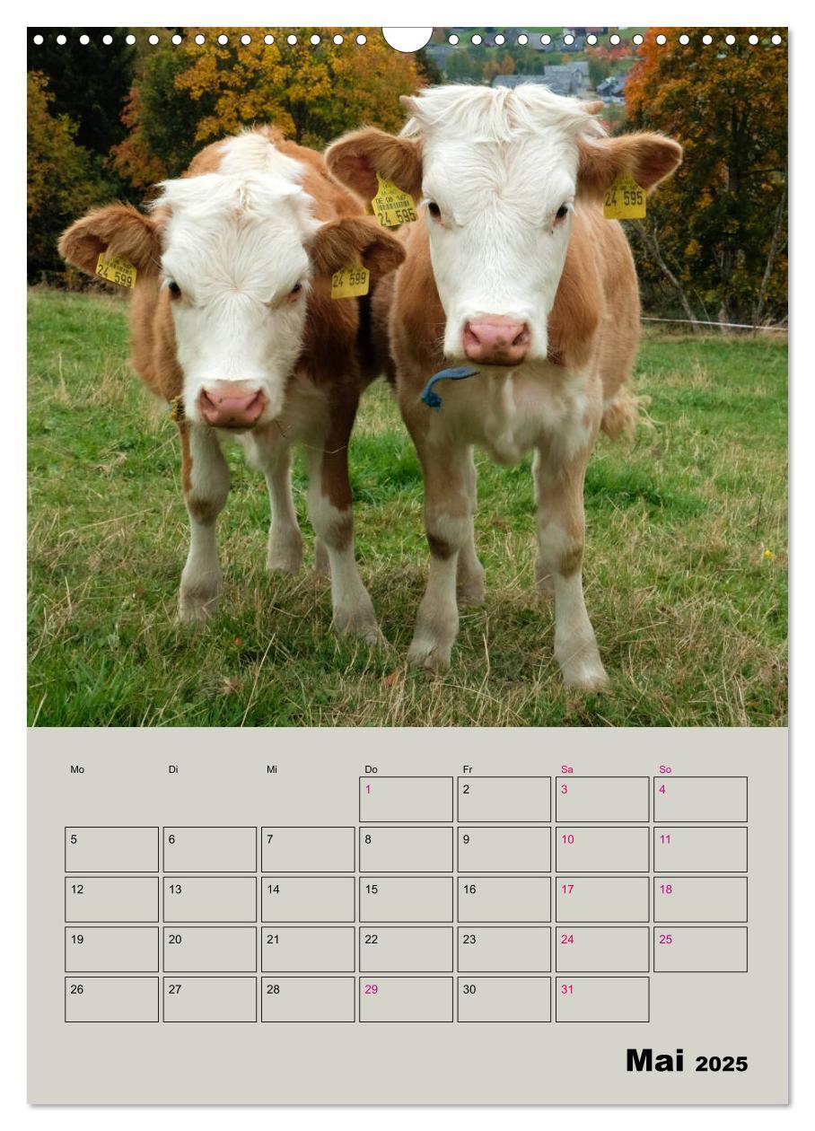 Bild: 9783435970049 | Kuhportraits Hornkühe (Wandkalender 2025 DIN A3 hoch), CALVENDO...