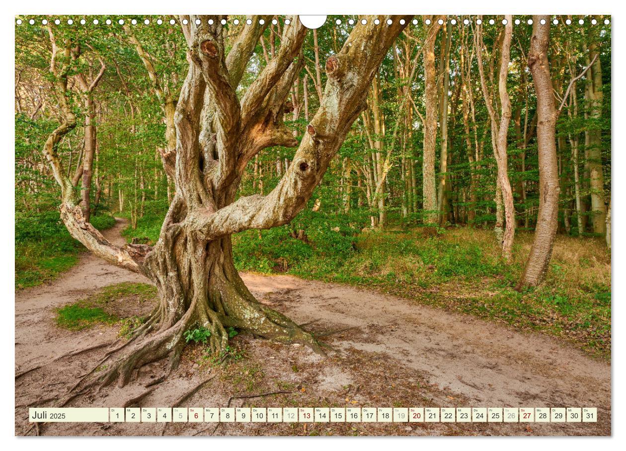 Bild: 9783383939099 | Rügen - Jasmund Nationalpark (Wandkalender 2025 DIN A3 quer),...