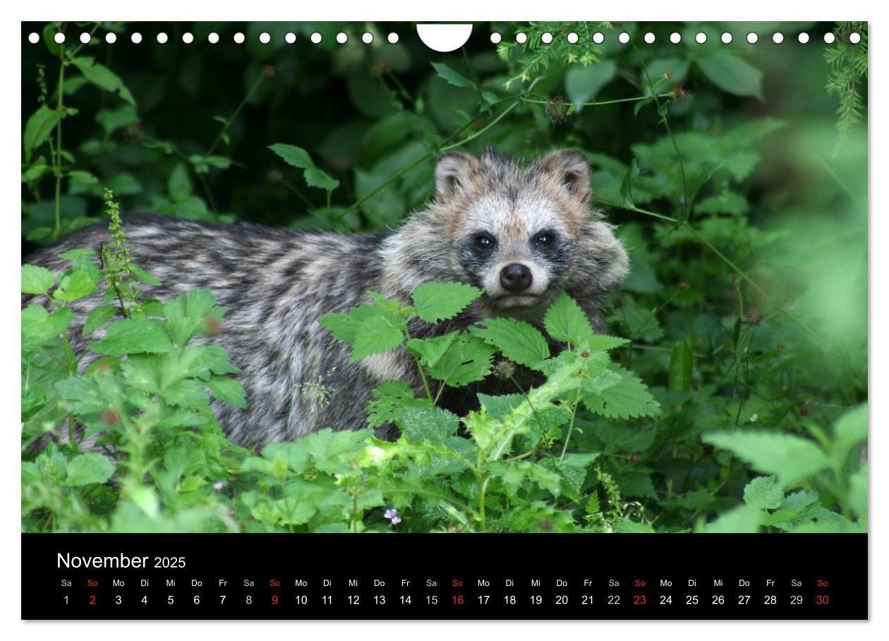 Bild: 9783435677580 | Marderhunde (Wandkalender 2025 DIN A4 quer), CALVENDO Monatskalender