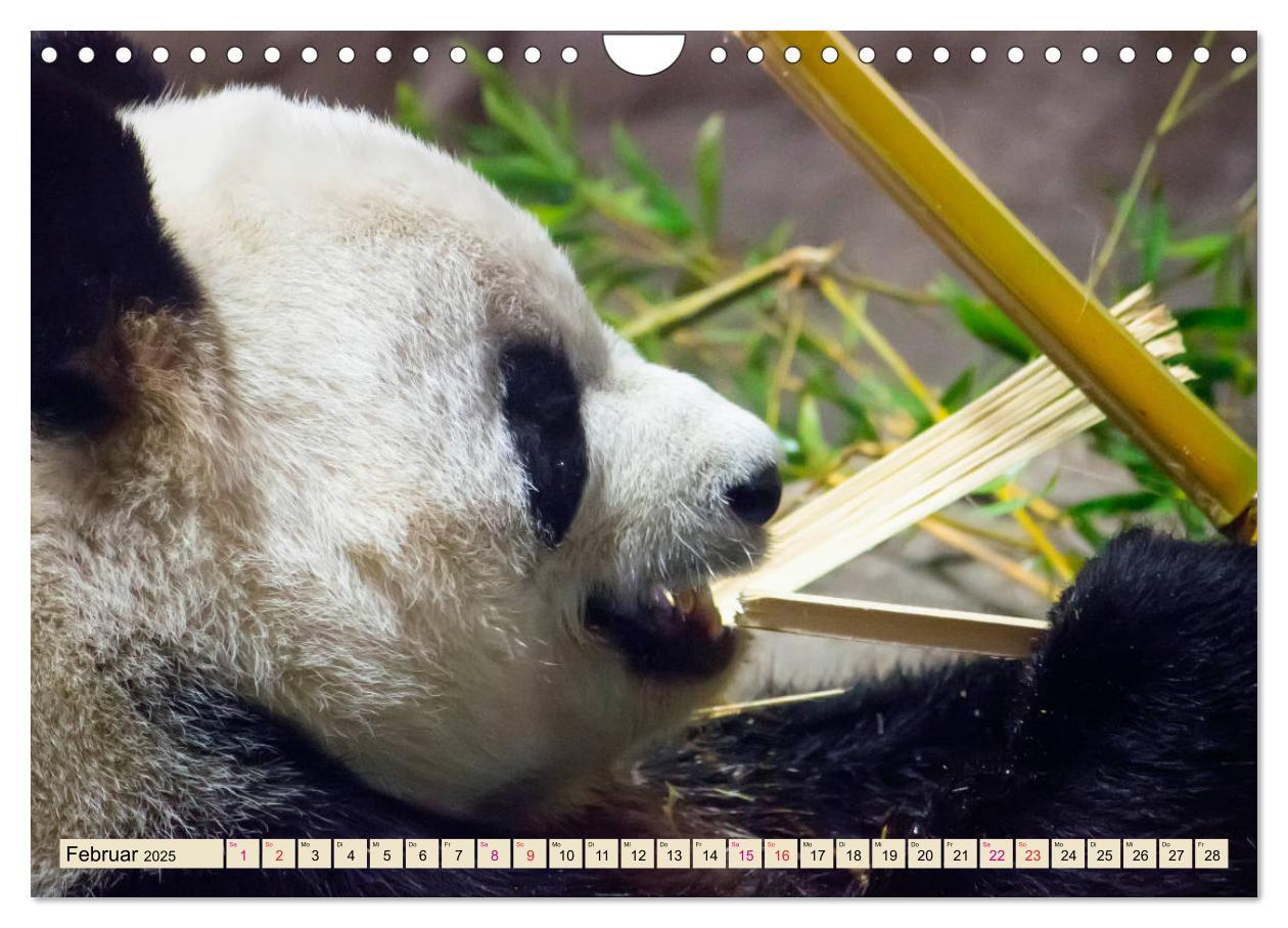 Bild: 9783435372058 | Niedlicher Panda (Wandkalender 2025 DIN A4 quer), CALVENDO...