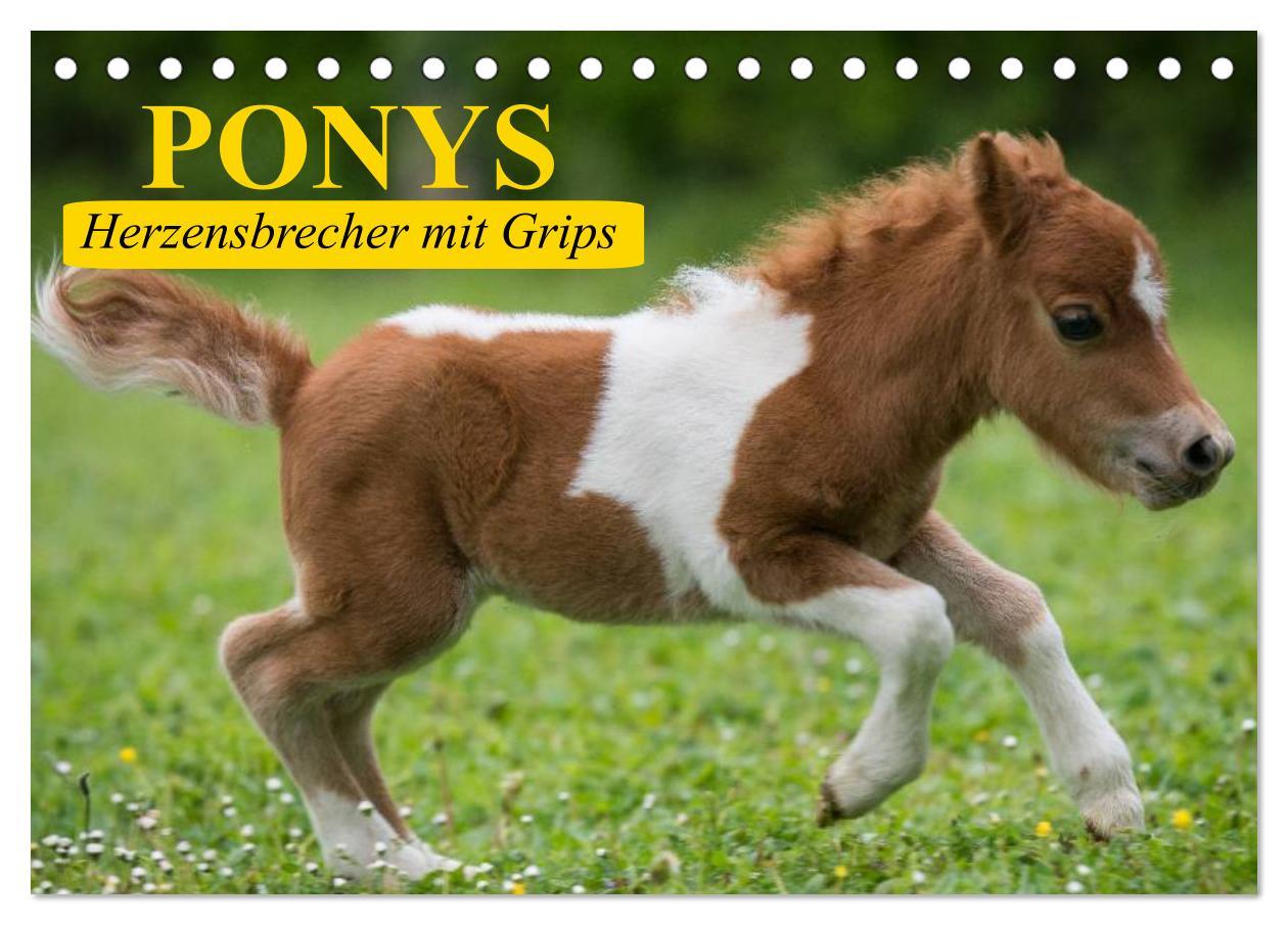 Cover: 9783435651184 | Ponys. Herzensbrecher mit Grips (Tischkalender 2025 DIN A5 quer),...