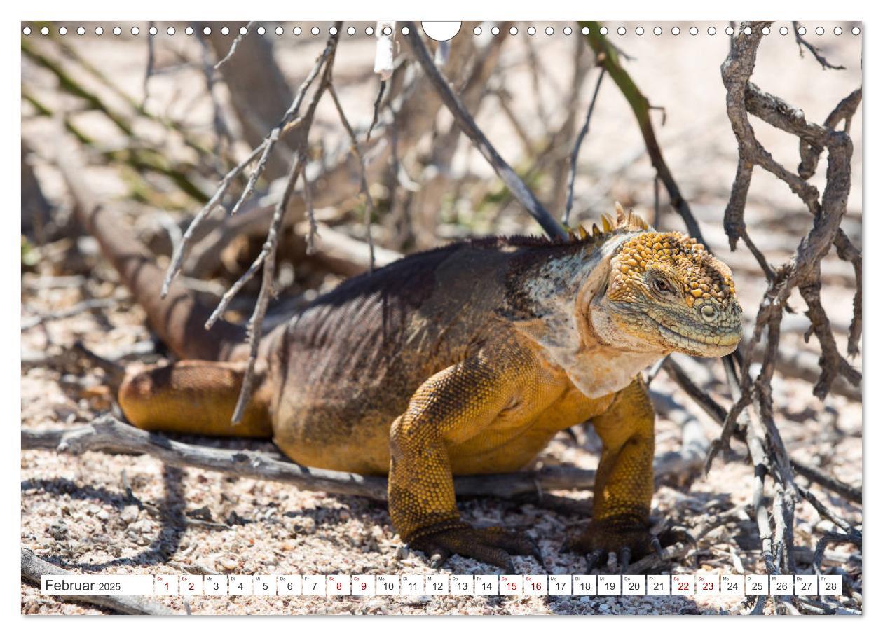 Bild: 9783435324118 | Galapagos-Inseln - Ein Paradies für Tiere (Wandkalender 2025 DIN A3...