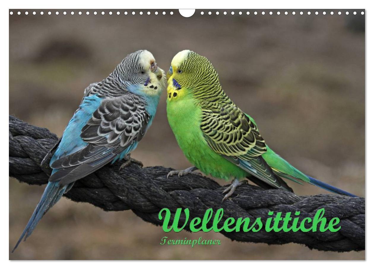 Cover: 9783435777709 | Terminplaner Wellensittiche (Wandkalender 2025 DIN A3 quer),...