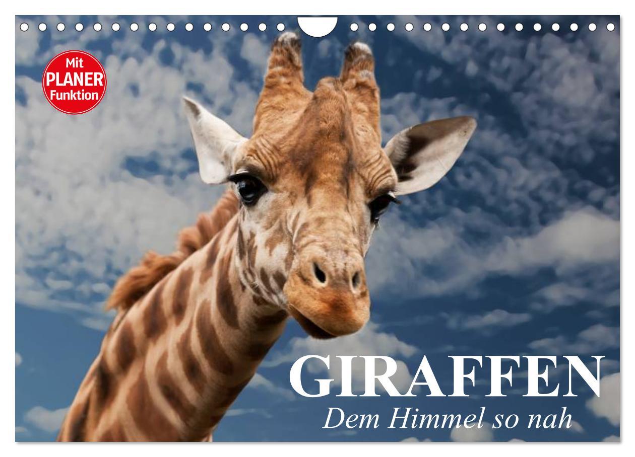 Cover: 9783435535330 | Giraffen. Dem Himmel so nah (Wandkalender 2025 DIN A4 quer),...