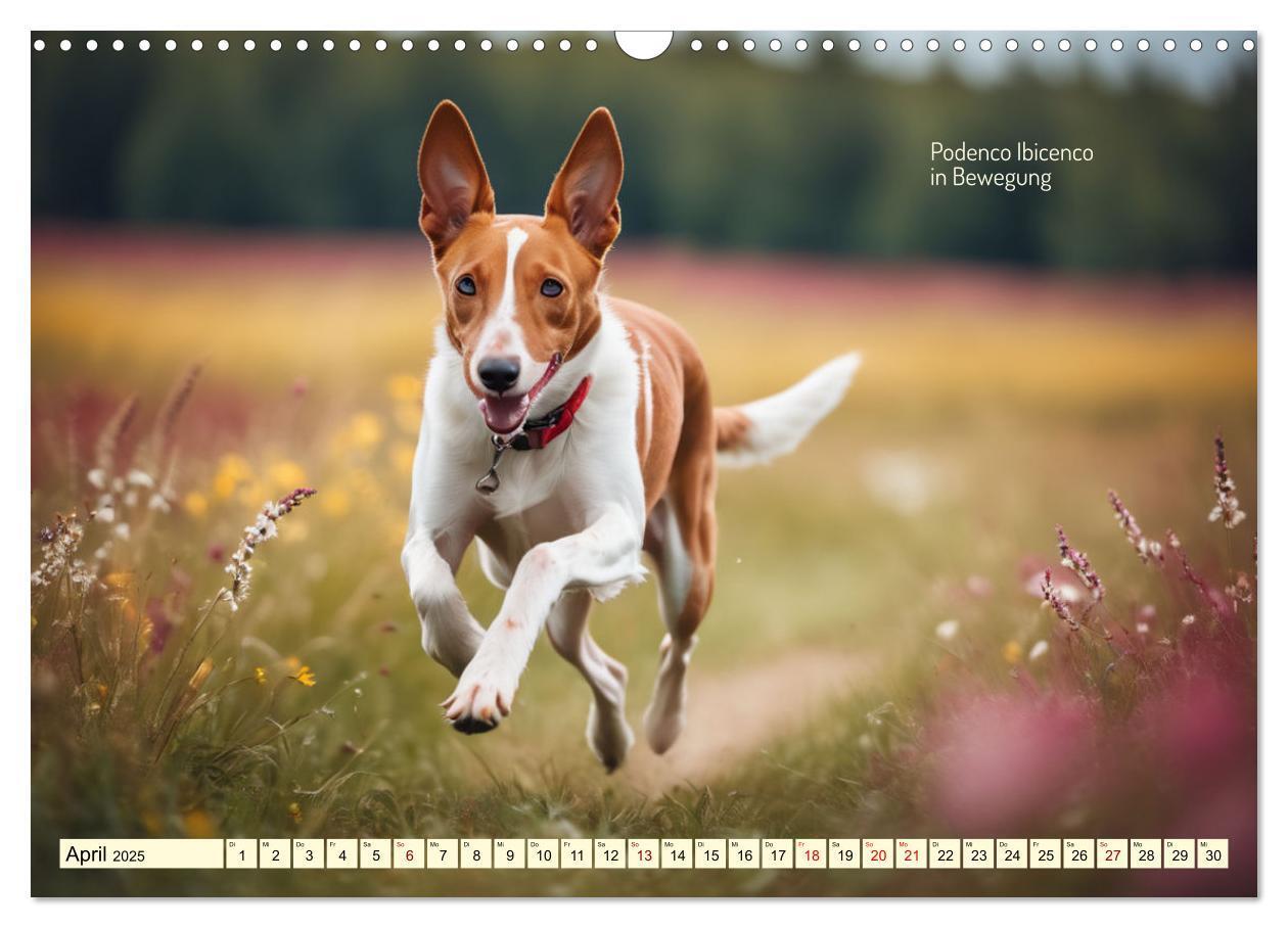 Bild: 9783457162095 | Windhunde im Portrait (Wandkalender 2025 DIN A3 quer), CALVENDO...