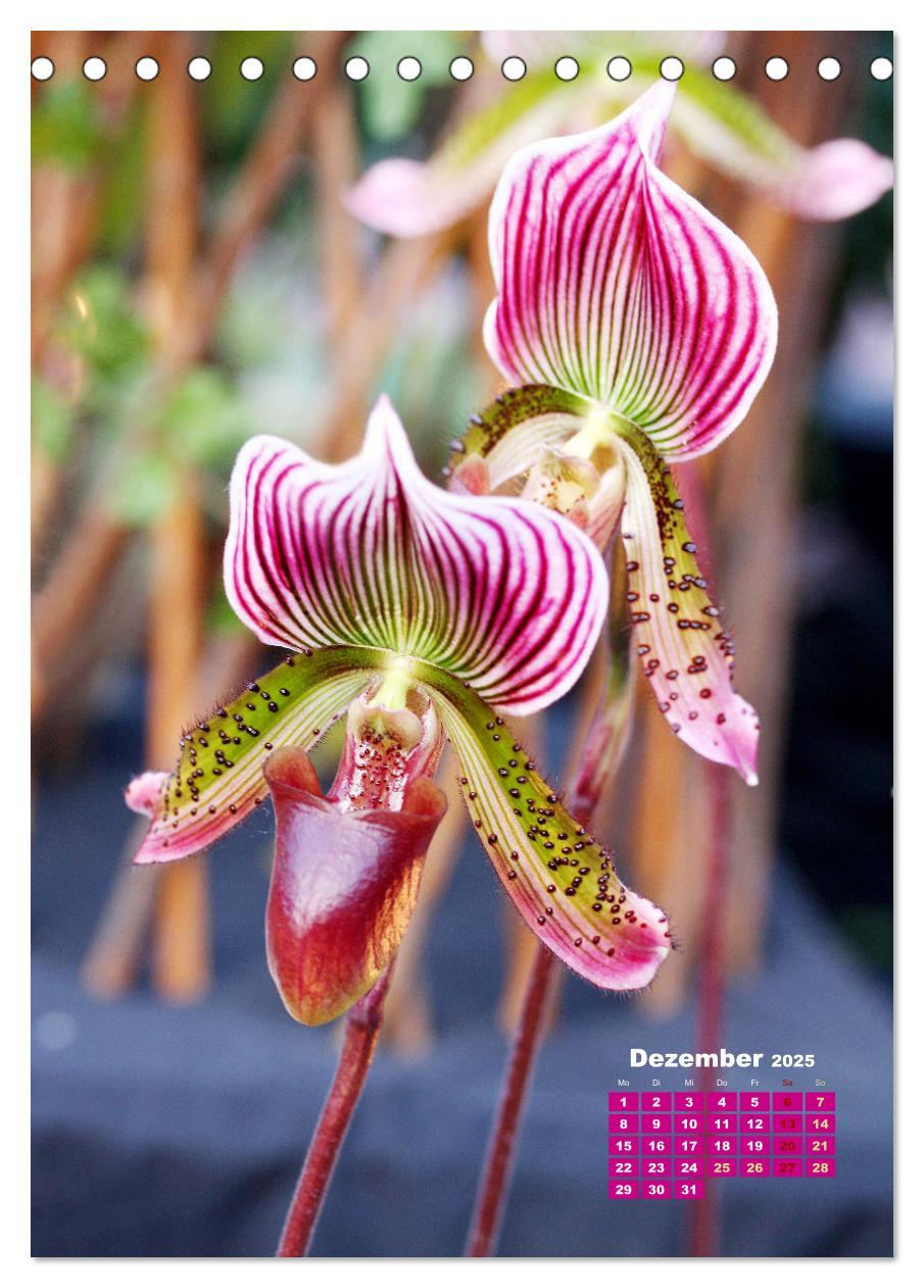 Bild: 9783435894772 | Traumhafte Orchideen (Tischkalender 2025 DIN A5 hoch), CALVENDO...