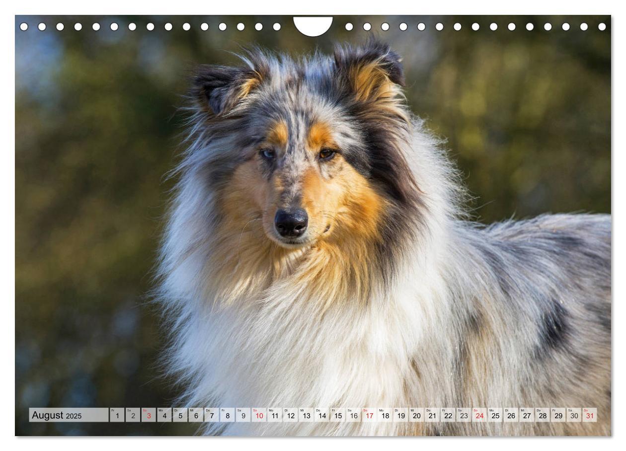 Bild: 9783435312528 | Collie - Das Glück hat 4 Pfoten (Wandkalender 2025 DIN A4 quer),...