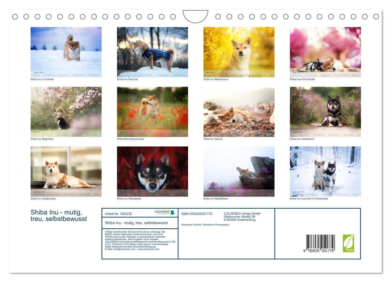 Bild: 9783435051779 | Shiba Inu - mutig, treu, selbstbewusst (Wandkalender 2025 DIN A4...