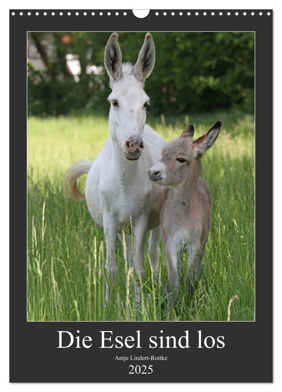 Cover: 9783435984596 | Die Esel sind los (Wandkalender 2025 DIN A3 hoch), CALVENDO...