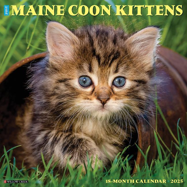 Cover: 9781549243820 | Just Maine Coon Kittens 2025 12 X 12 Wall Calendar | Press | Kalender