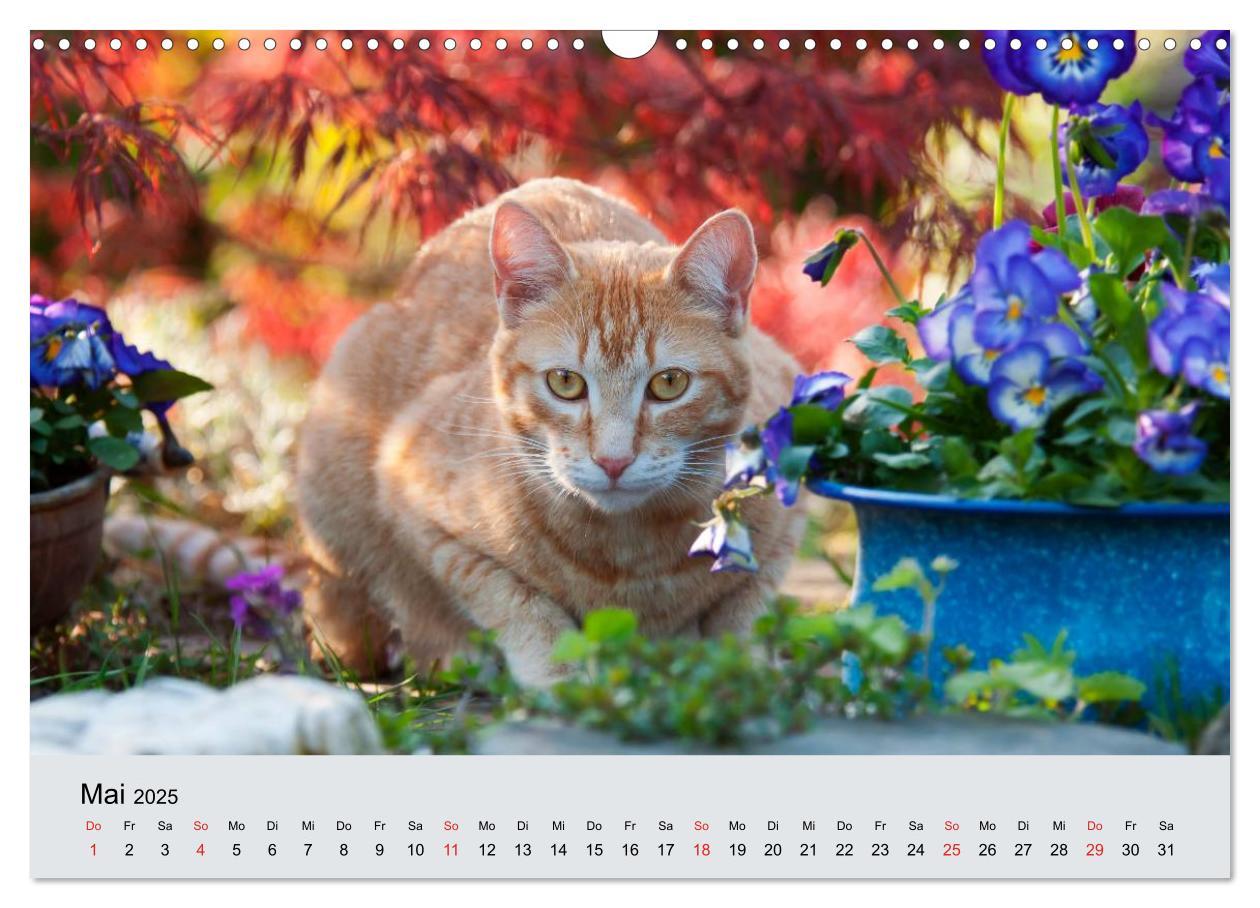 Bild: 9783435823284 | Katzen im Garten (Wandkalender 2025 DIN A3 quer), CALVENDO...