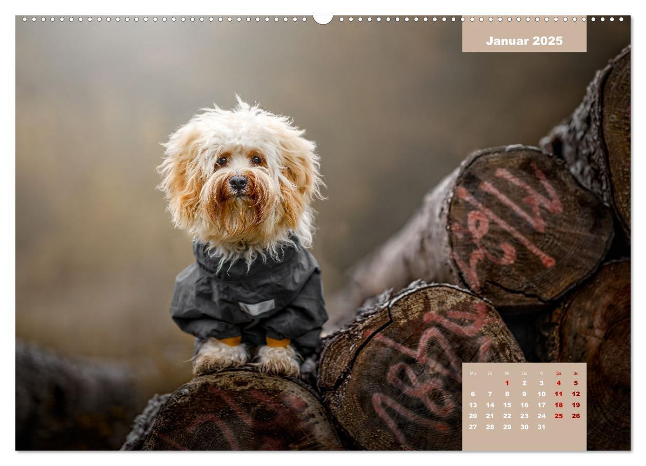 Bild: 9783435027781 | Rocket der Havaneser (hochwertiger Premium Wandkalender 2025 DIN A2...