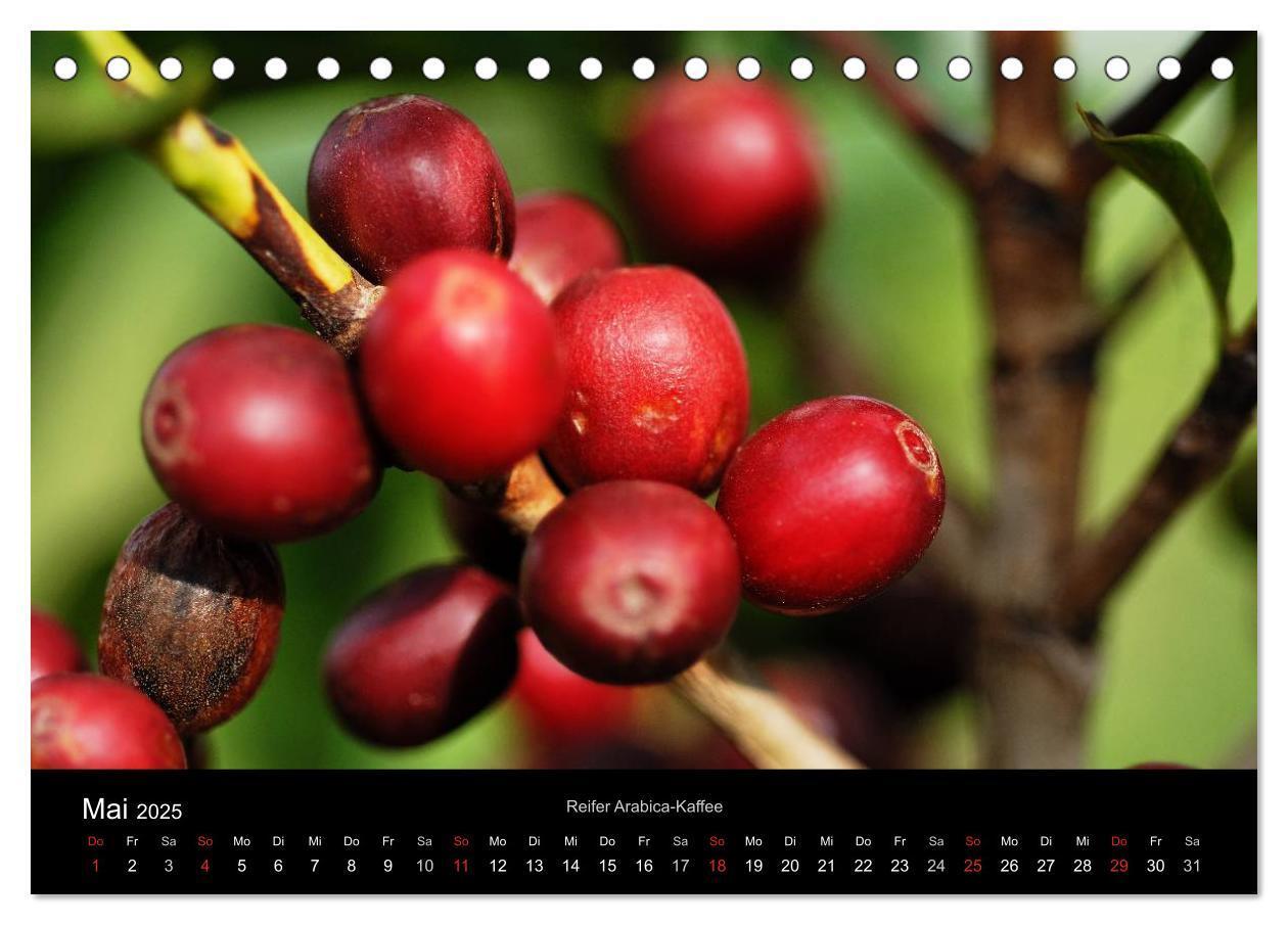 Bild: 9783435586813 | Zu Besuch beim Kaffee (Tischkalender 2025 DIN A5 quer), CALVENDO...