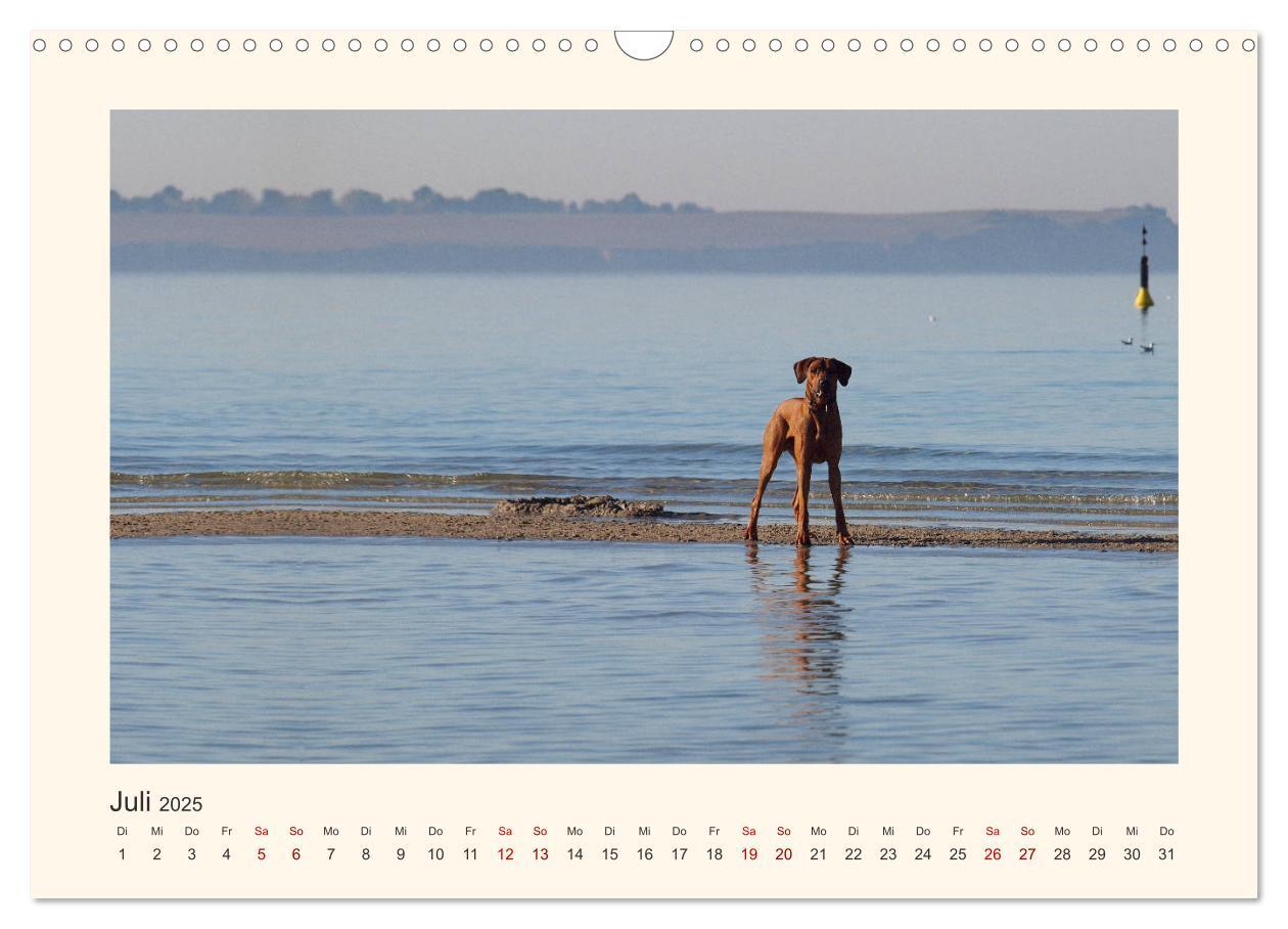 Bild: 9783435353132 | Rhodesian Ridgeback Power aus Südafrika (Wandkalender 2025 DIN A3...