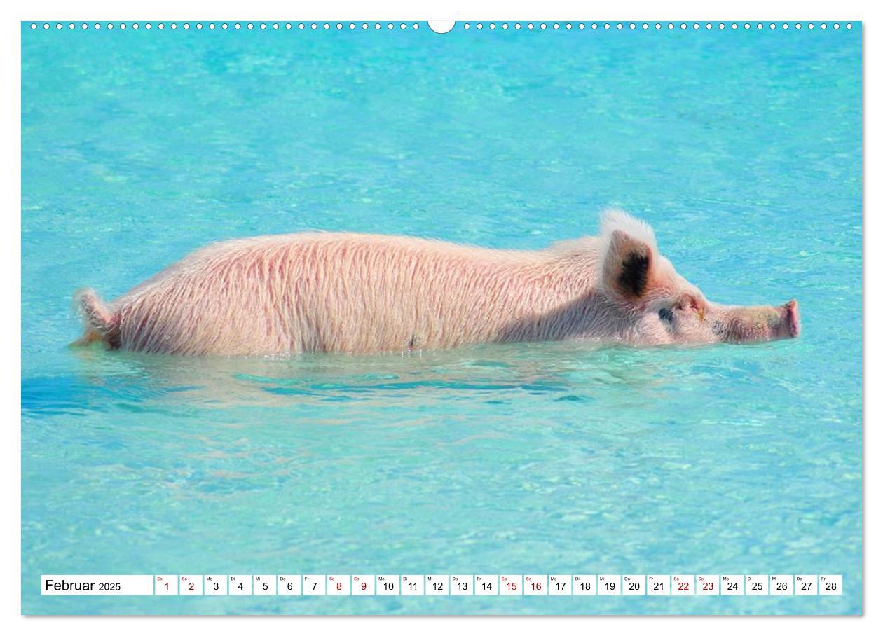 Bild: 9783435420759 | Schweine im Dauerurlaub auf den Bahamas! (Wandkalender 2025 DIN A2...