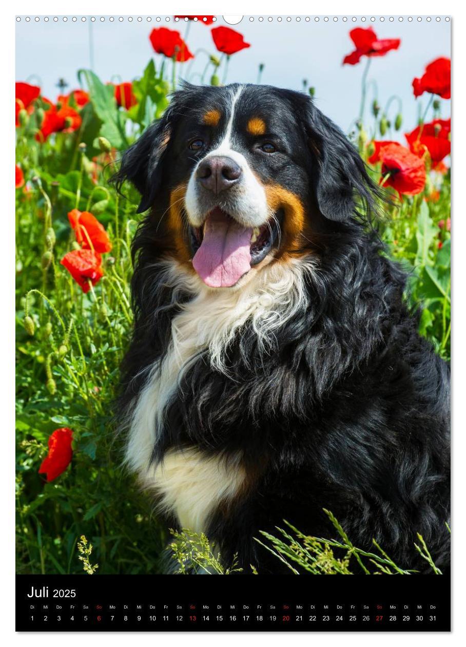 Bild: 9783457055731 | Faszination Berner Sennenhund (Wandkalender 2025 DIN A2 hoch),...