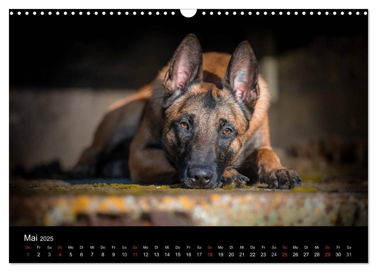 Bild: 9783435643127 | Belgischer Schäferhund - Der Malinois (Wandkalender 2025 DIN A3...